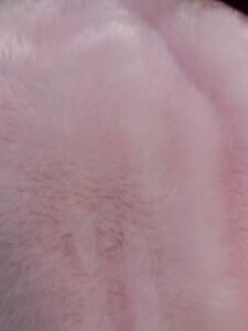 Rosa BB